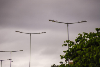 Notícia - Criciúma adota tecnologia para mapear postes com defeito e agilizar reparos na iluminação pública